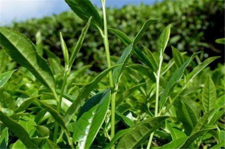 連贊茶葉