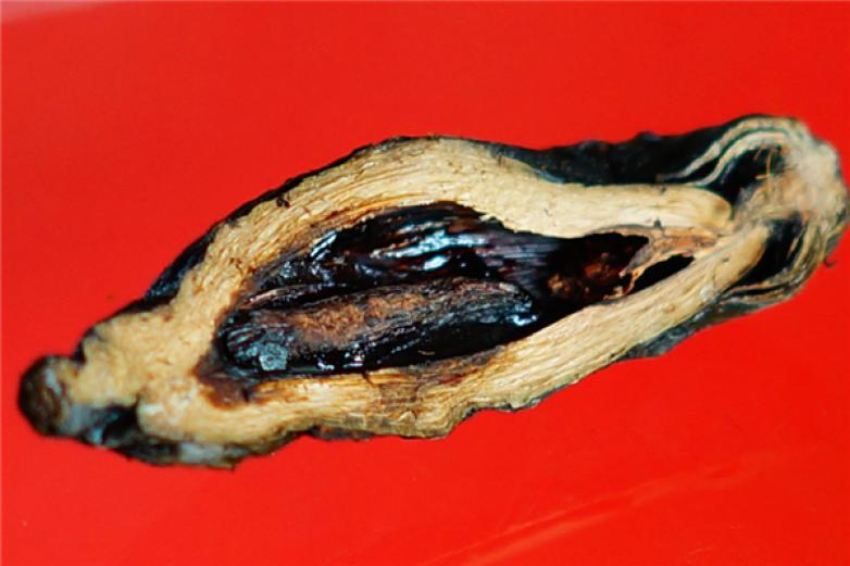 綠好食品