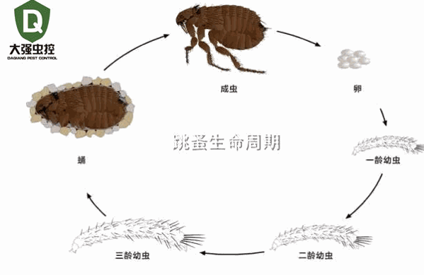 科凌蟲控