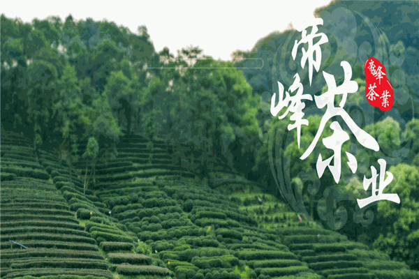 帝峰茶業(yè)加盟