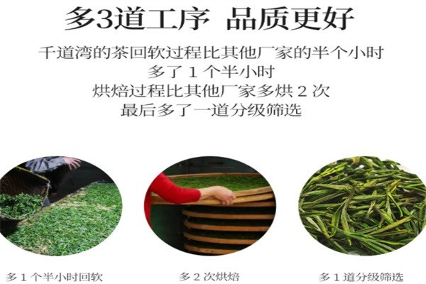 千道灣白茶加盟