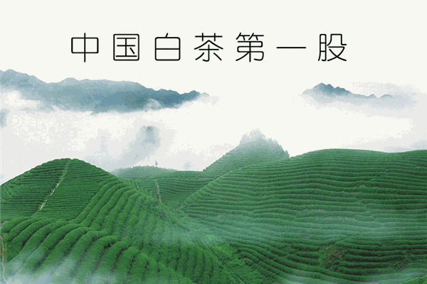 福鼎白茶加盟