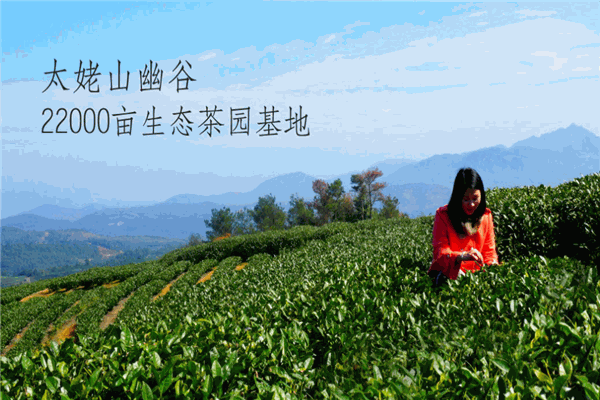 福鼎白茶加盟