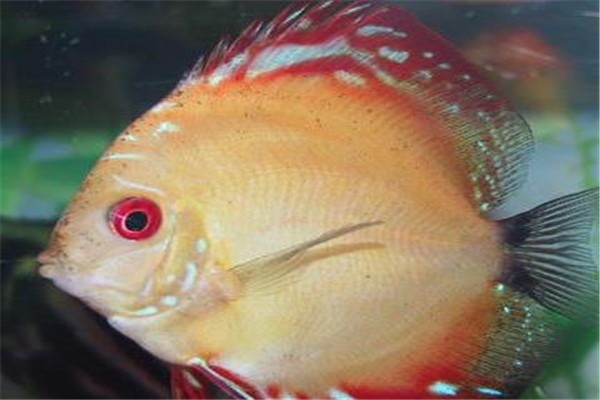 七彩魚(yú)養(yǎng)殖基地加盟