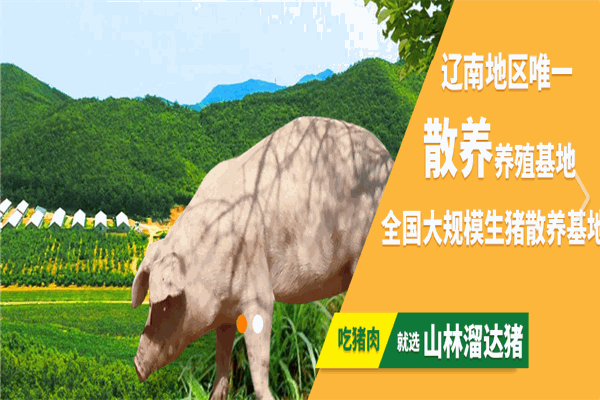 山林溜達豬