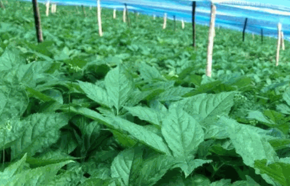 野菜種植