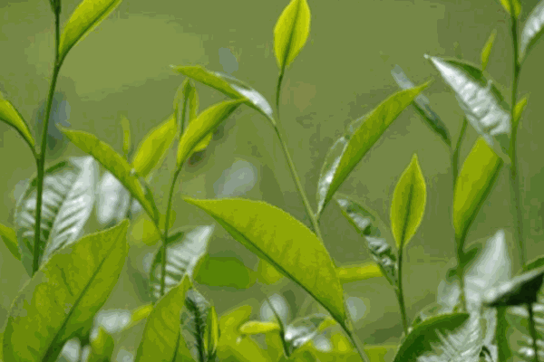 春秋三國茗茶
