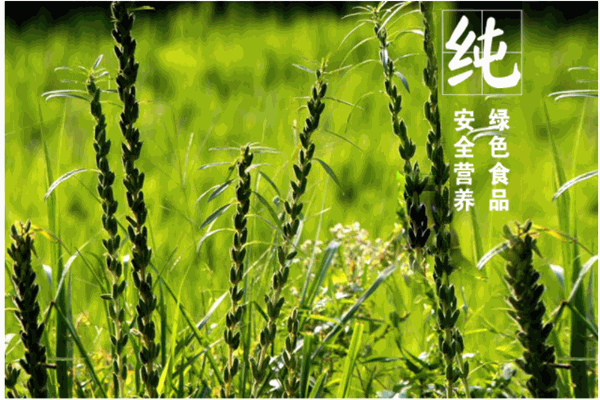 九谷面業(yè)