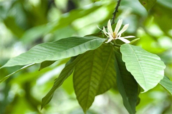 綠色年華