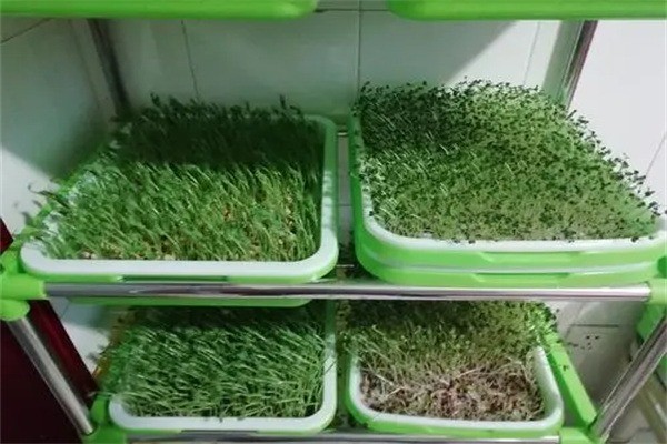 綠苗康芽苗菜