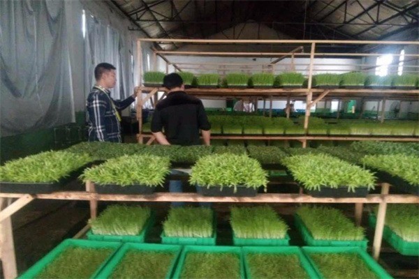 綠苗康芽苗菜