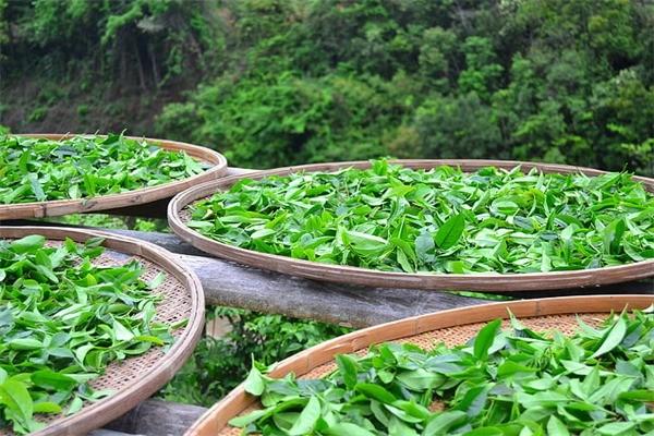 益君茶業(yè)