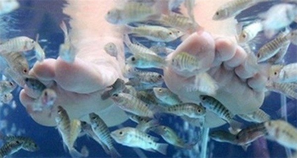 親吻魚足療