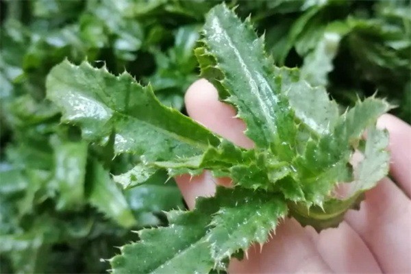 康樂園野菜加盟