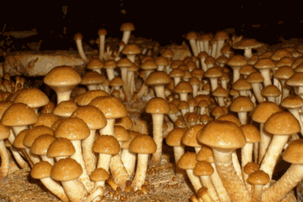 食菌紀加盟