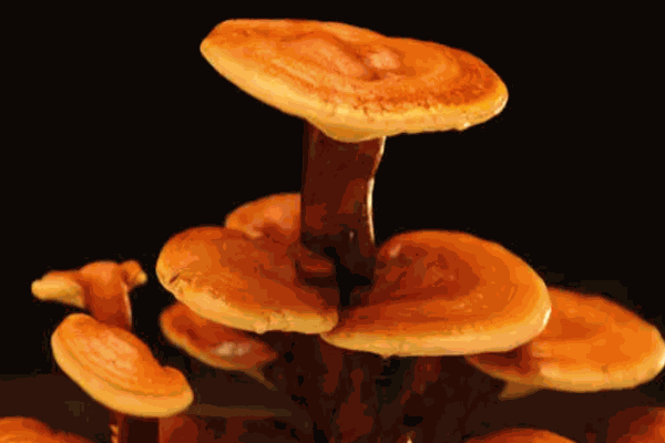 食菌紀加盟
