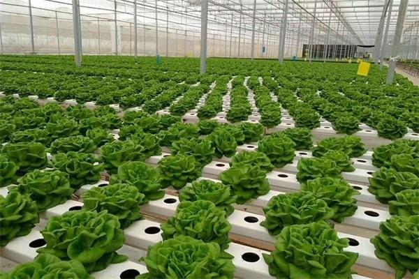 綠品源蔬菜配送加盟