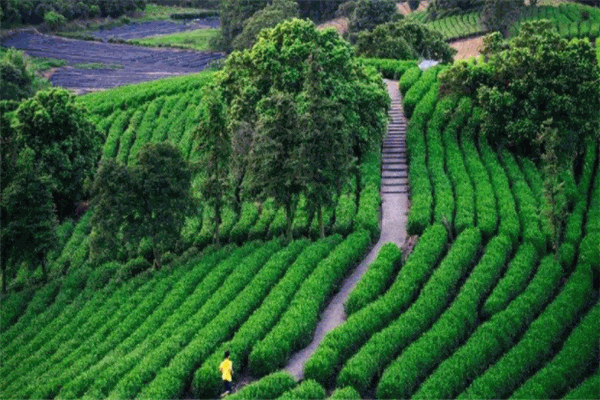 云祺茶業(yè)加盟