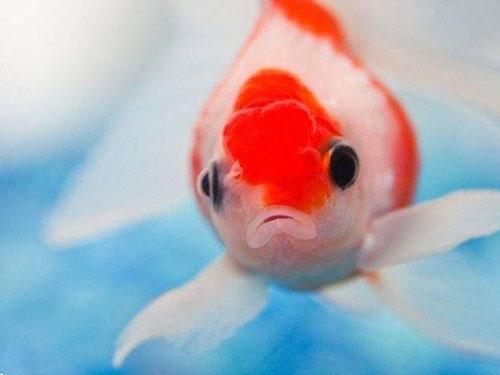 親親魚療養(yǎng)生館