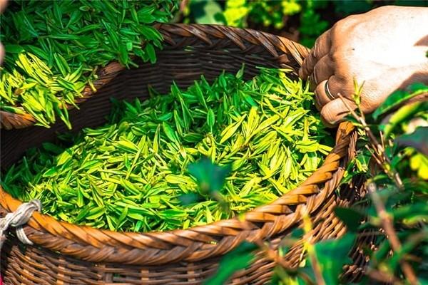 新林玉露毛尖加盟