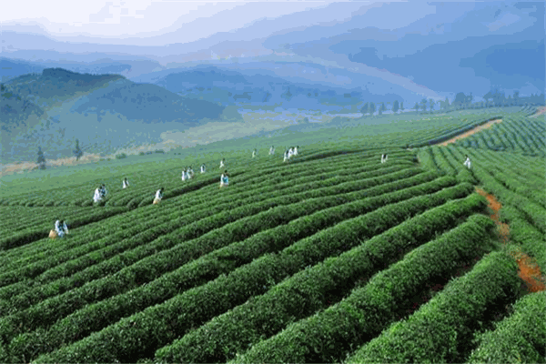 勝輝茶業(yè)加盟