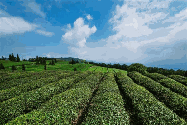 定心茶園加盟