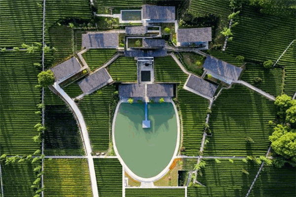 定心茶園加盟