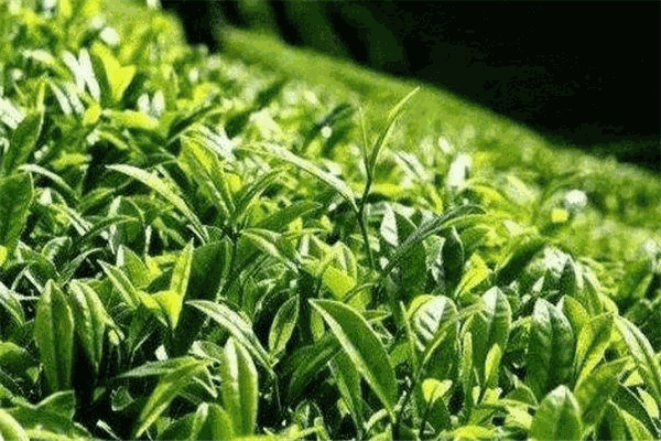 南嶺茶葉加盟
