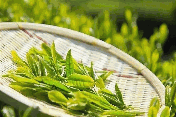 三奇茶葉加盟