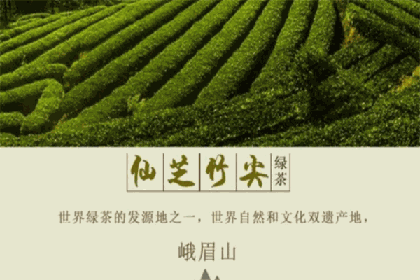 仙芝竹尖加盟