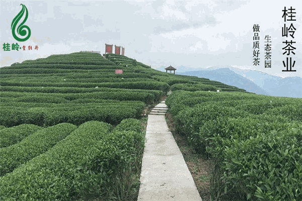桂嶺茶業(yè)加盟
