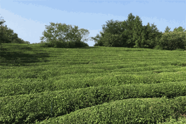 桂嶺茶業(yè)加盟
