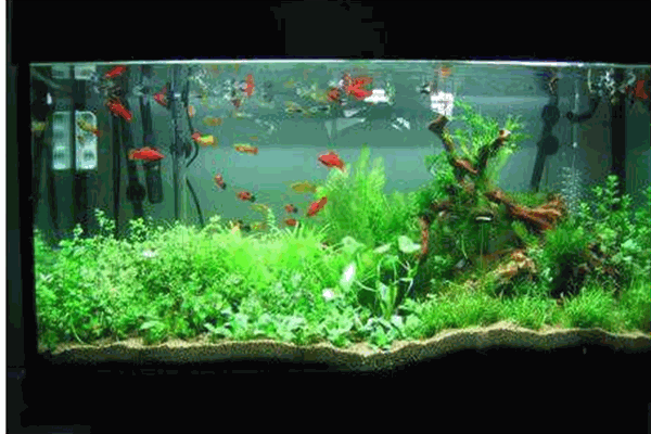 揚子魚缸加盟