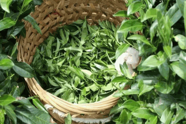 興溪茶業(yè)加盟