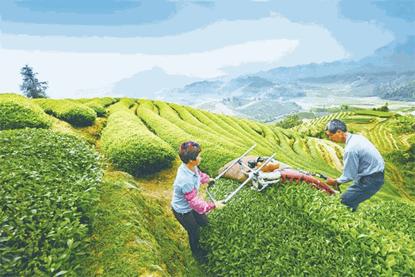 百年黃記茶業(yè)加盟