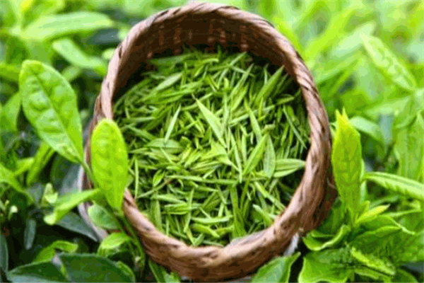 普洱貢茶加盟