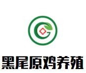 黑尾原雞養(yǎng)殖加盟