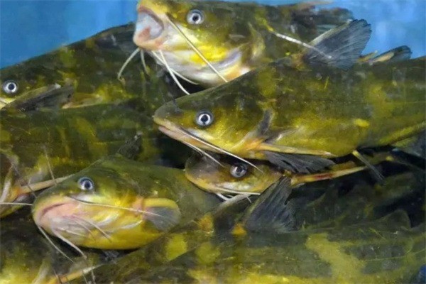 魚可瑪加盟