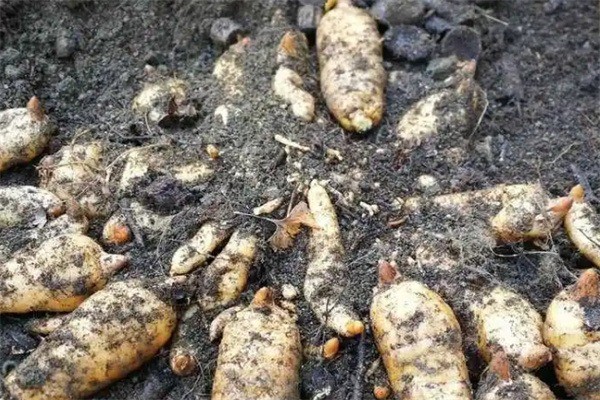 中農(nóng)一號天麻種植加盟