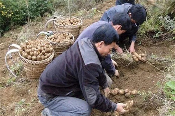 中農(nóng)一號天麻種植加盟