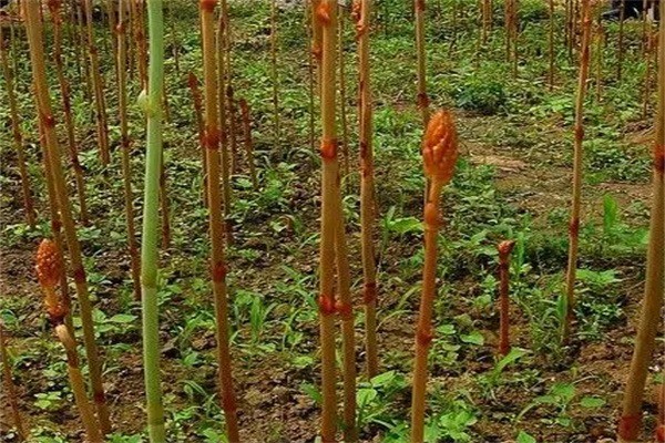 中農(nóng)一號天麻種植加盟