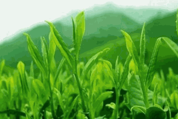 閩達(dá)茶葉加盟