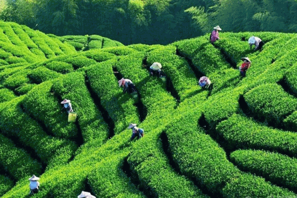 閩達(dá)茶葉加盟