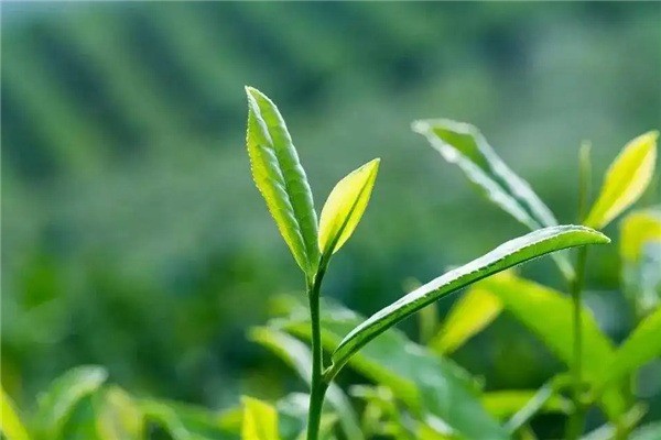 久揚茶業(yè)加盟