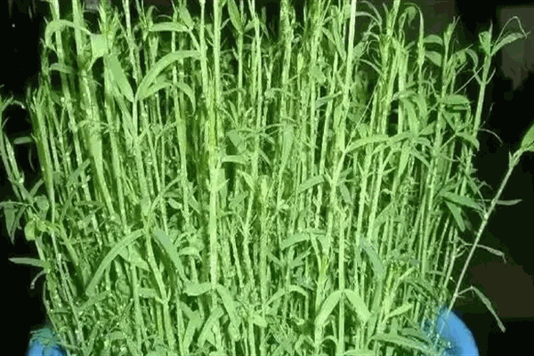家家喜陽(yáng)臺(tái)蔬菜加盟