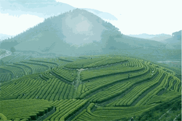 采石磯茶業(yè)加盟