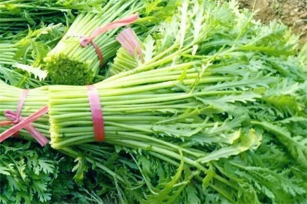 白家菜地鮮菜直銷加盟