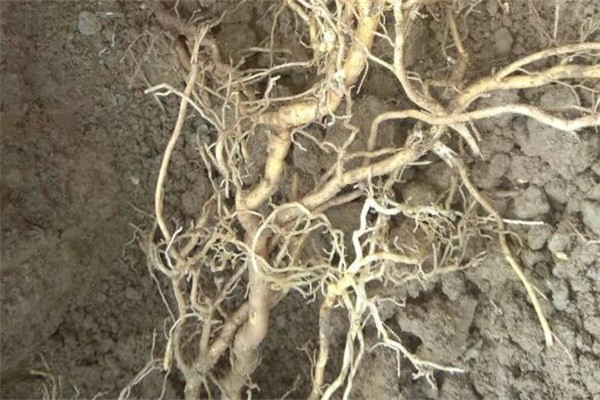 禾苗重茬劑加盟