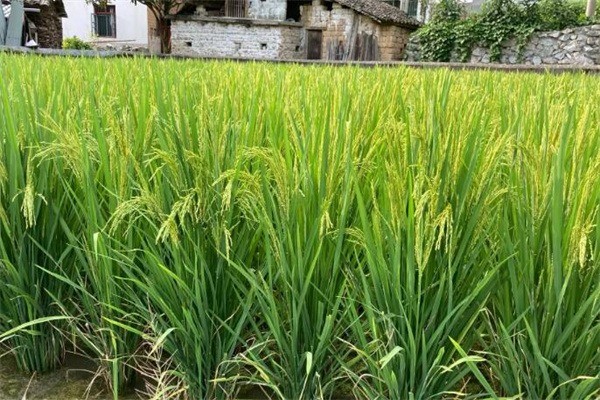 東臺(tái)綠色種業(yè)加盟