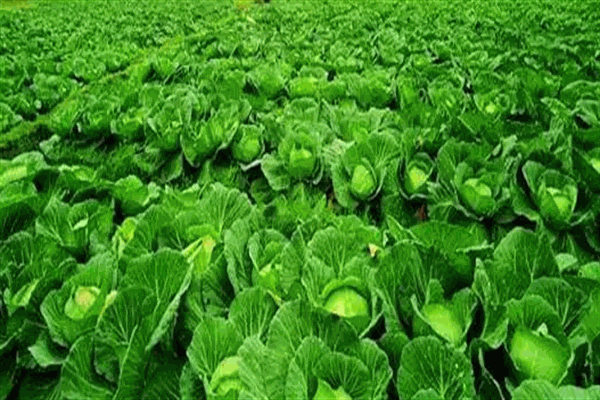 商祺農(nóng)副產(chǎn)品加盟